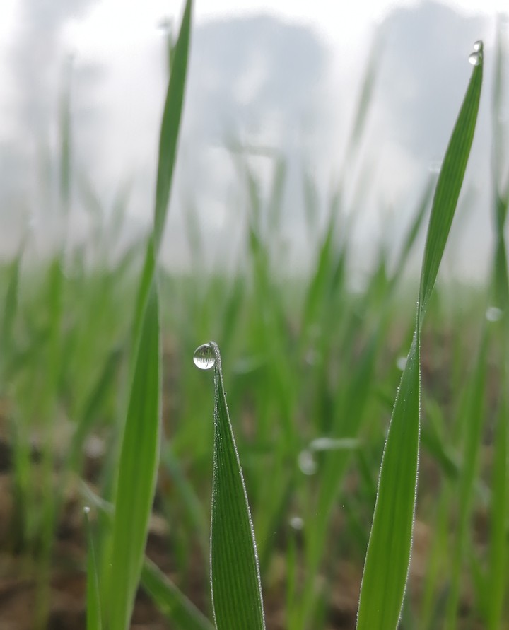 Green grass