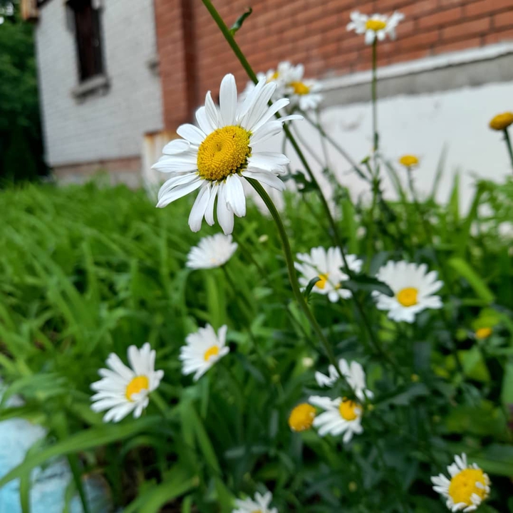 ромашки