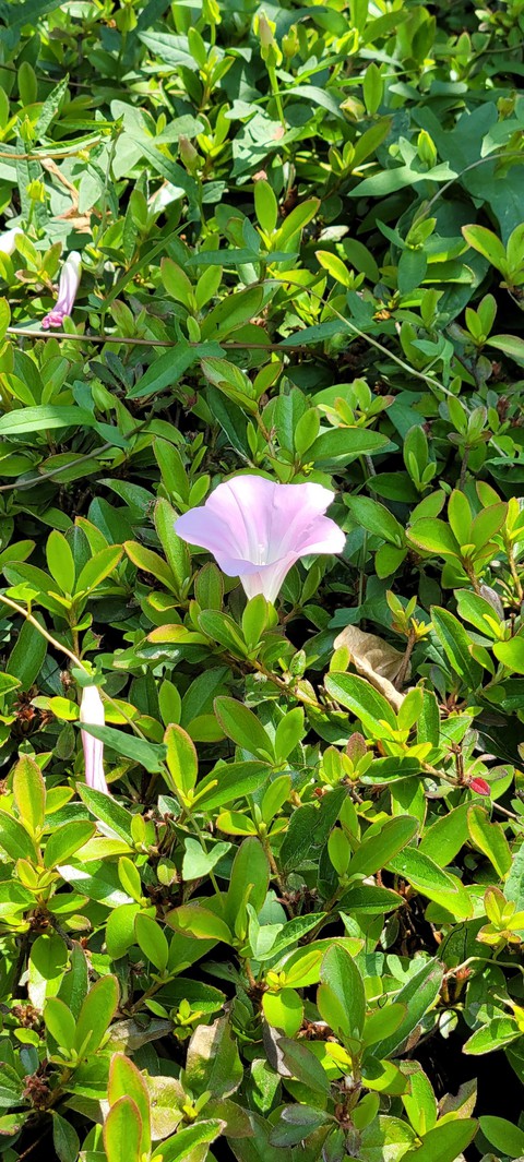 vegetation, flower Hintergrundbilder