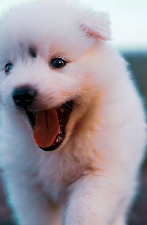 puppy face