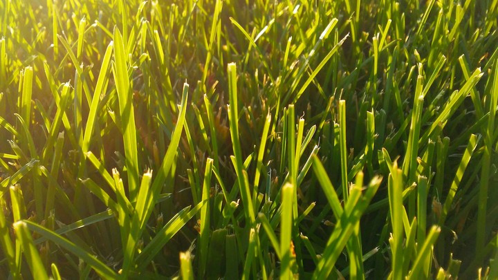 grass