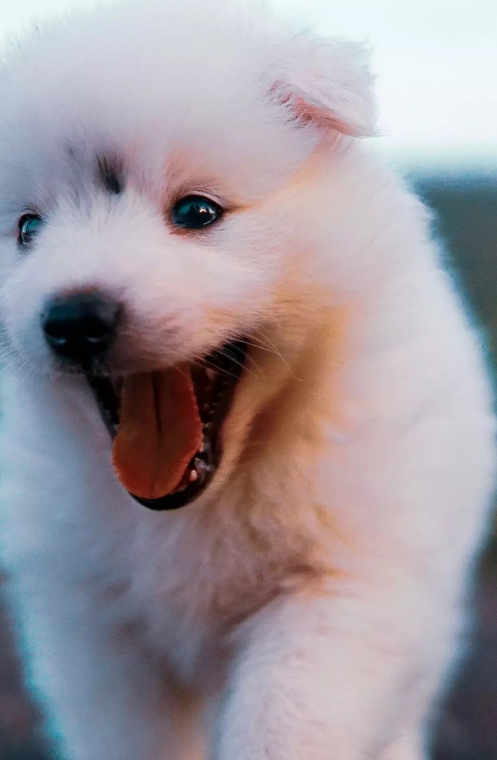 puppy face