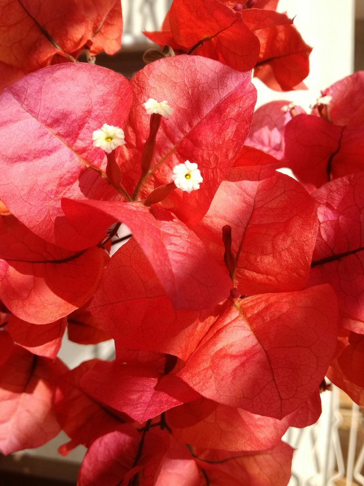 fiori