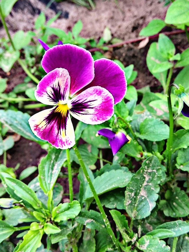 viola