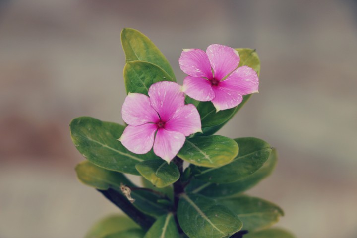 parivash flower
