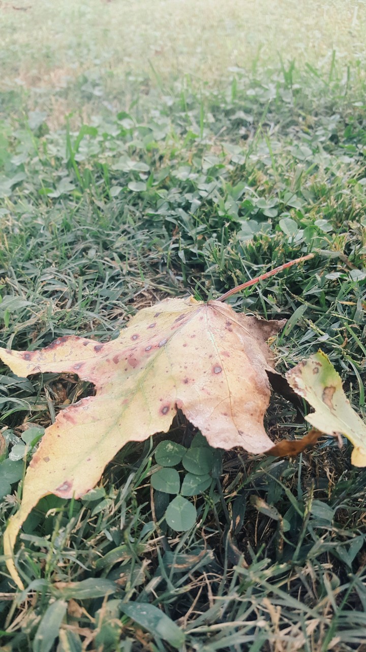 Fall time