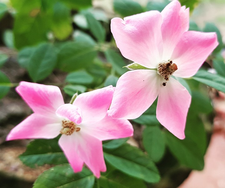 Beautiful Flowers ....