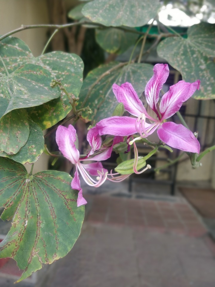 Happiness held is the seed; Happiness shared in the flower.