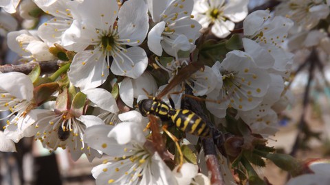 blossom, pollinator वॉलपेपर