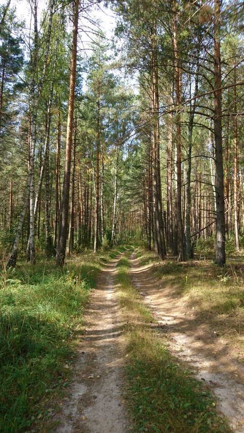 summer forest