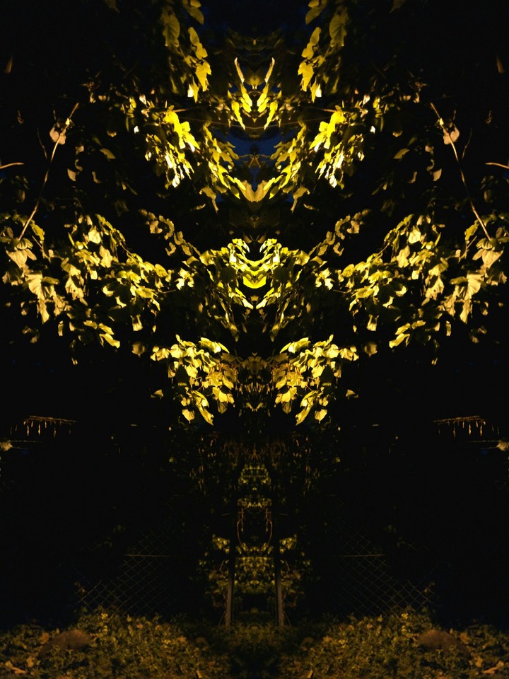 Spooky yellow tree
