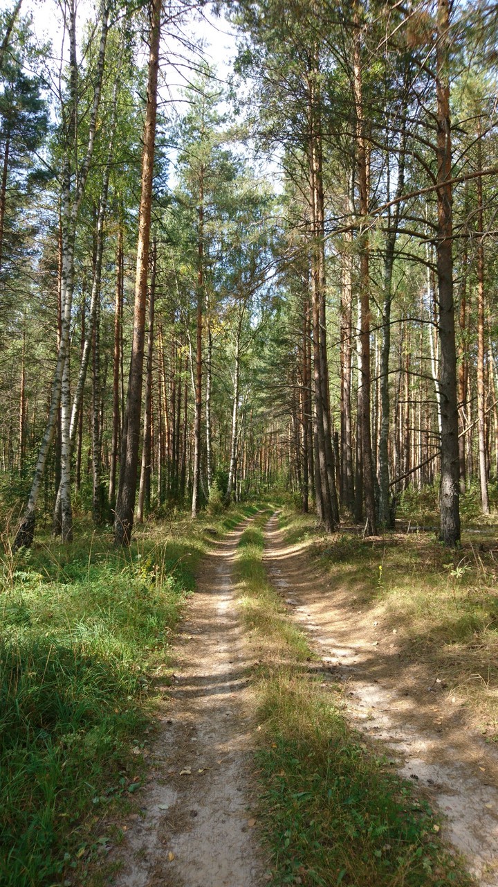 summer forest