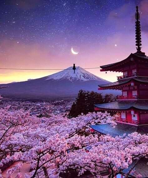 Mount Fuji and cherry blossoms