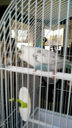 le chan de ma peruch