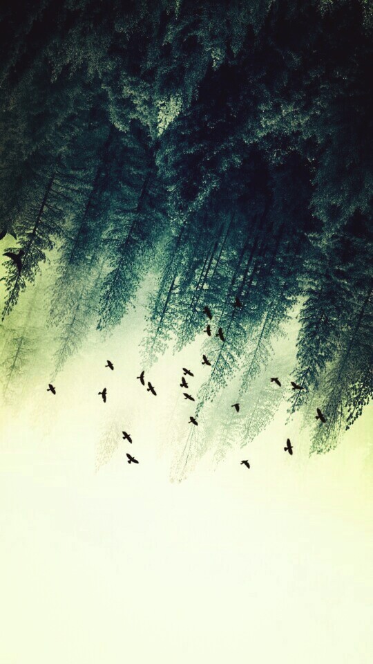 pinos