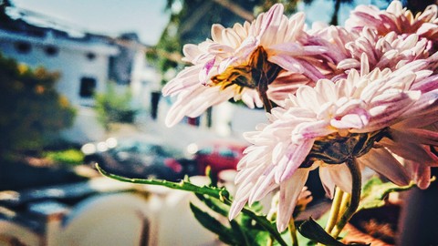 flower, 植物壁纸