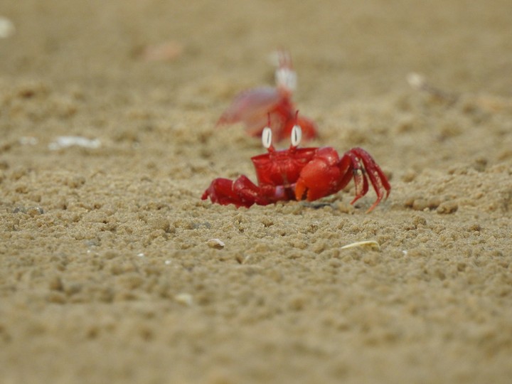 crabs.. raw