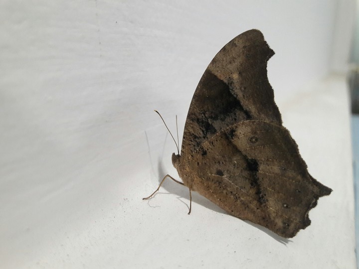 butterfly