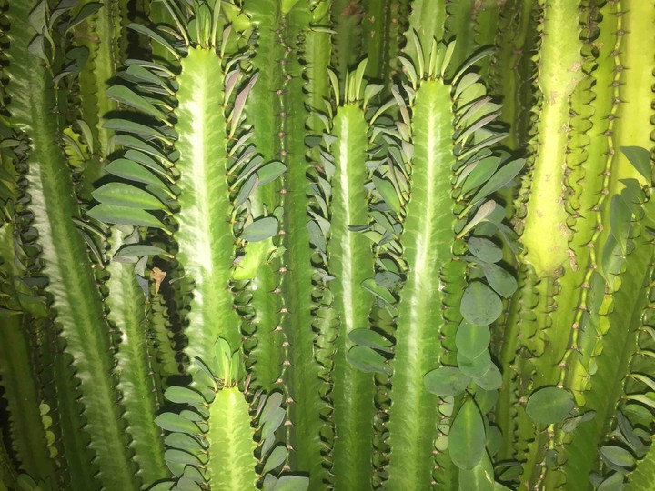 cactus