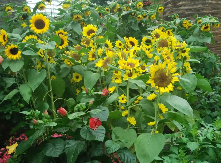 Sunflowers
