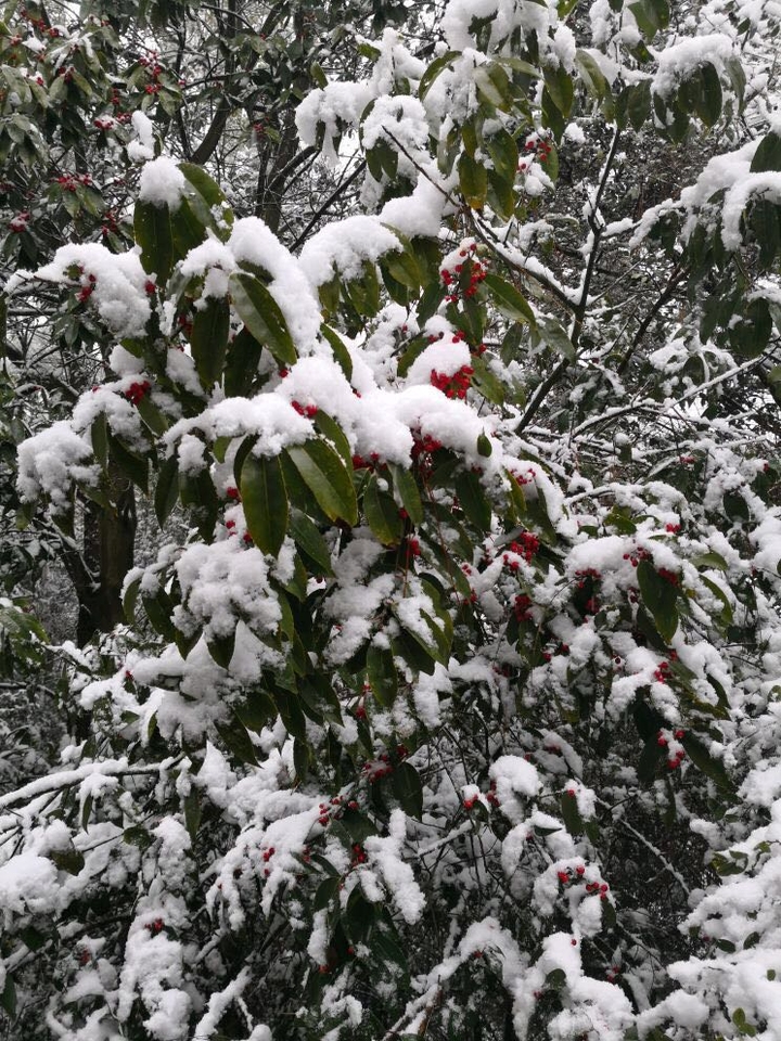 snow fall