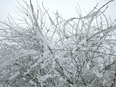 snow
