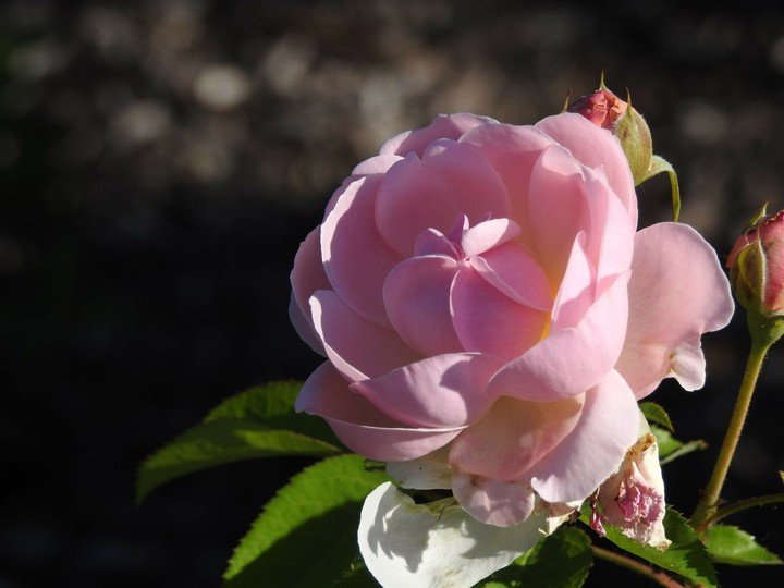 Late bloomer