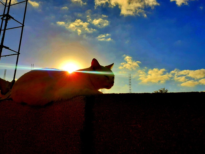 gato