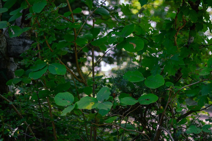 leaves