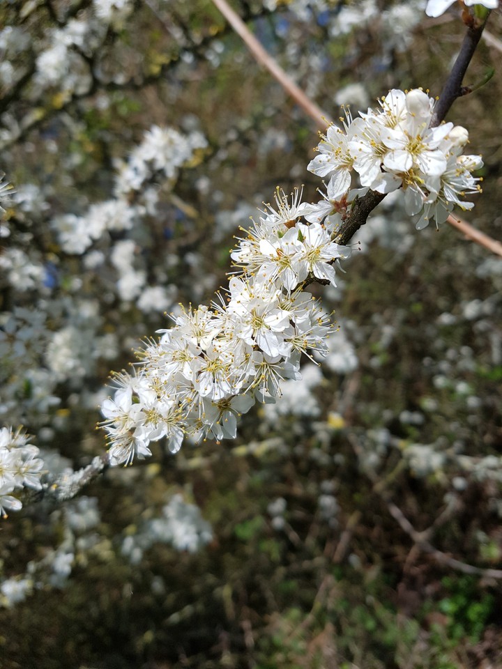 Raw Flower