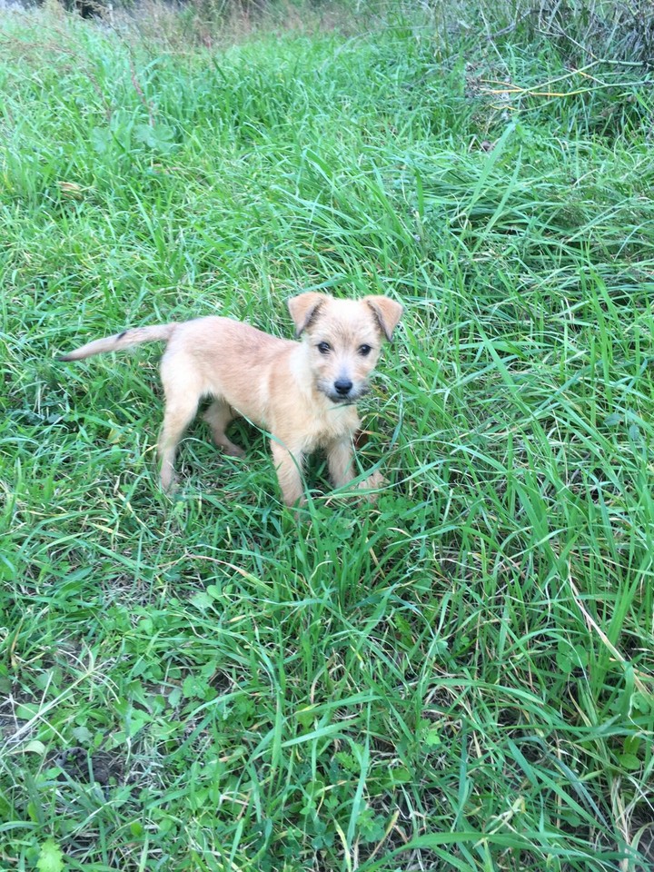 Dog