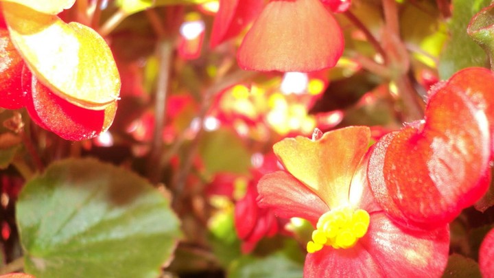 Power of plants and magical flowers.