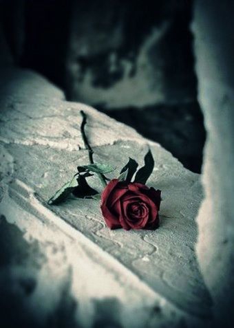 rose