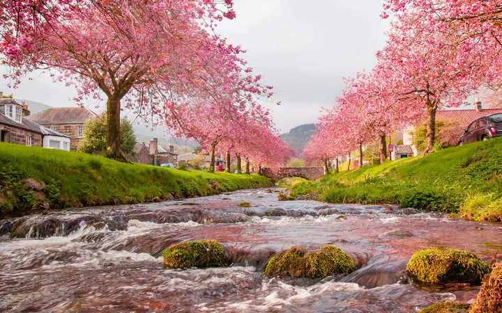sakura season