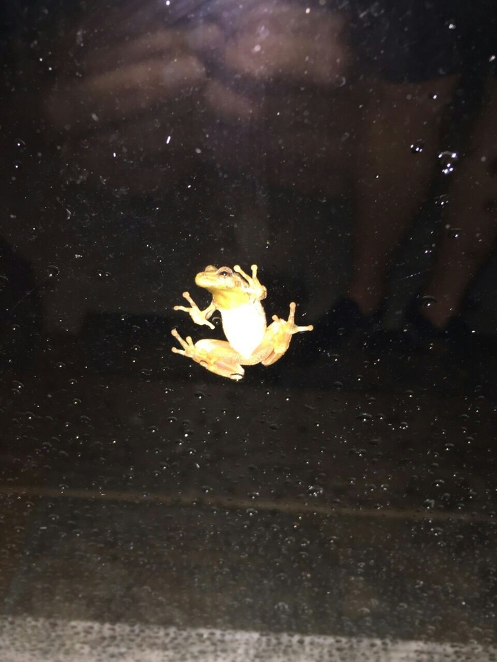 Window frog