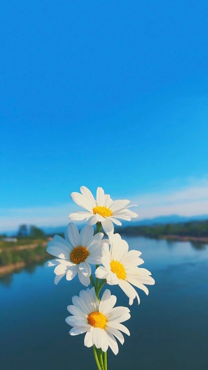 white flowers