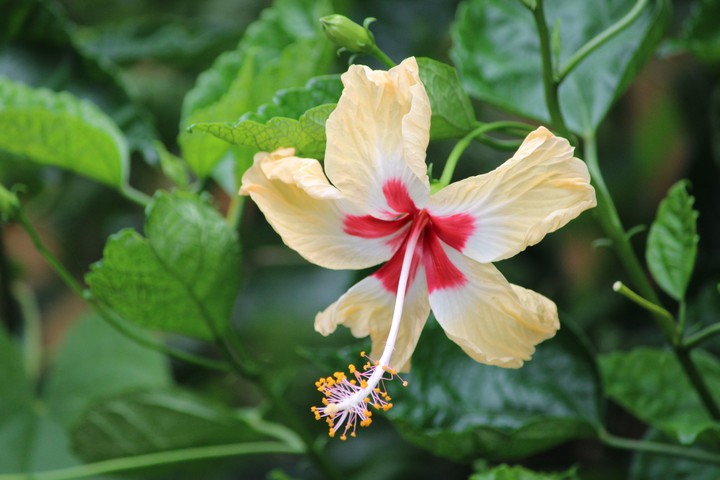 Hibiscus flower
