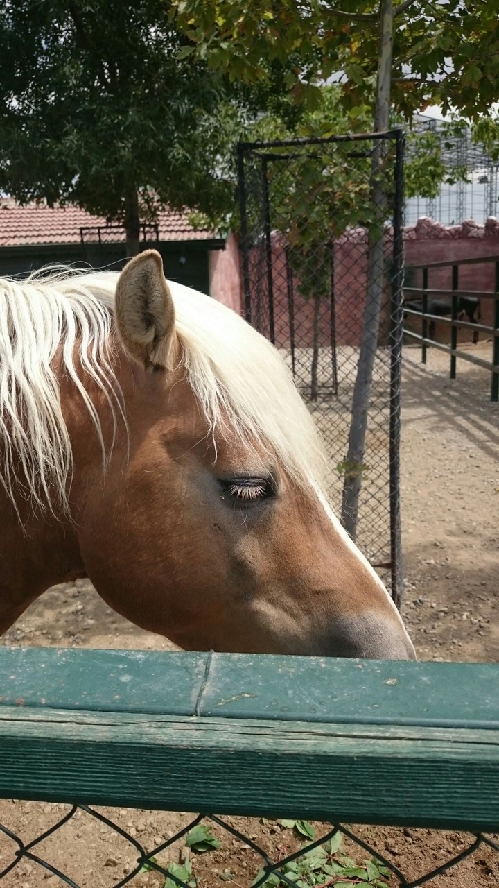 Horse