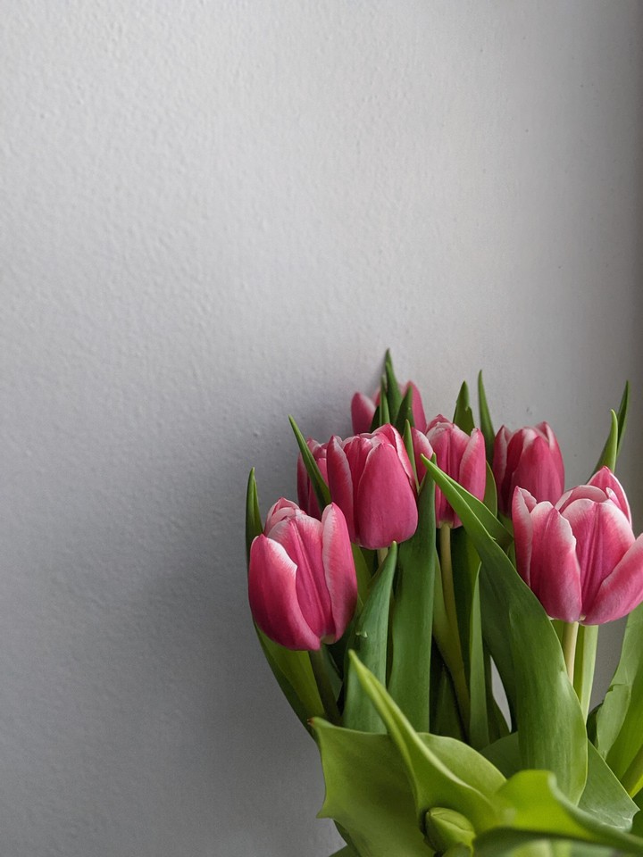 Spring tulips