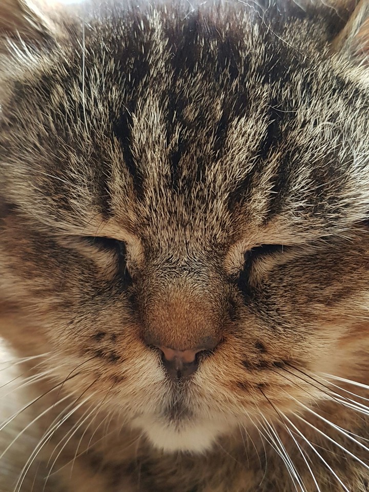 Cat like a tiger.