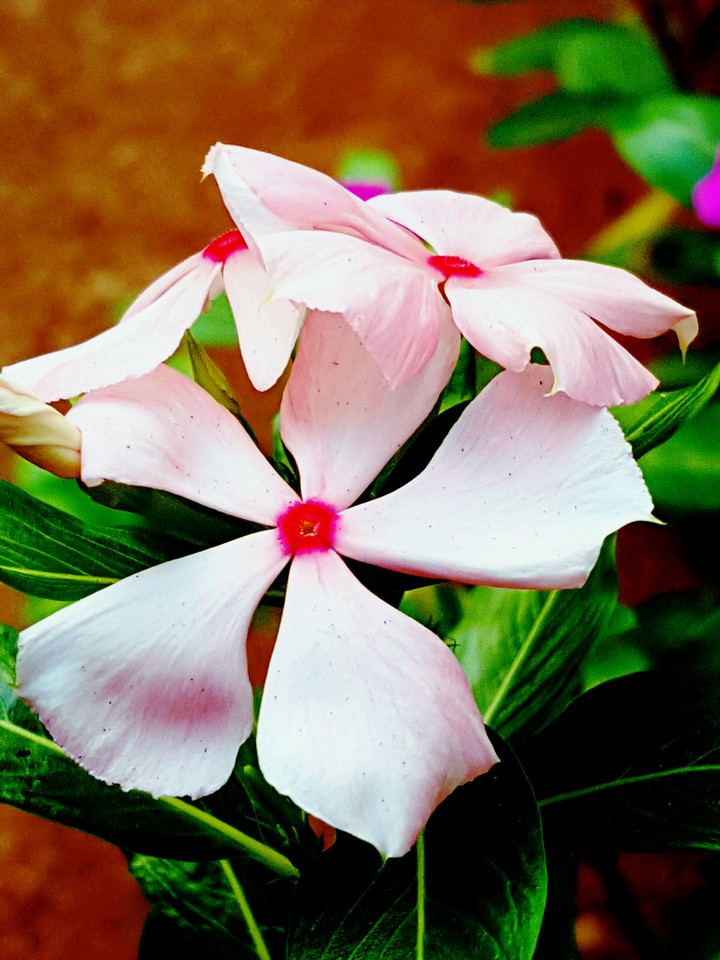 FLOWER