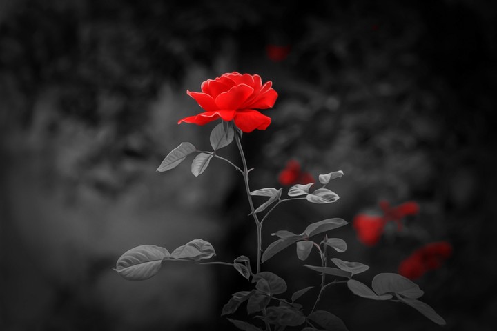 گل زیبا