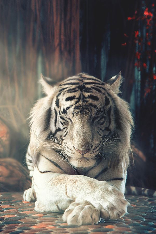 The Bengal Tiger