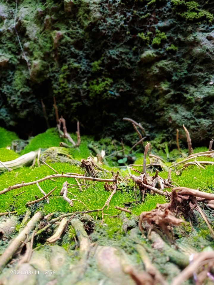 nature