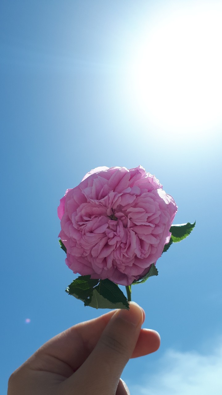 FAR FROM CITY... PINK ROSE IN SKY