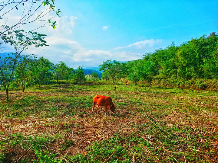 Highland - Vietnam