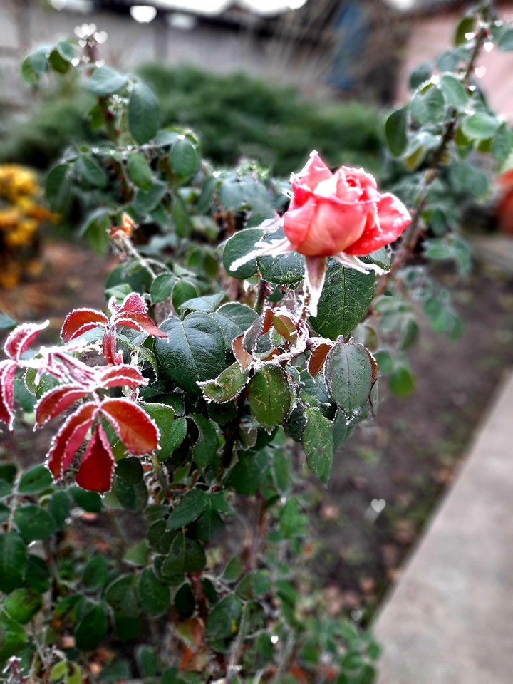 rose in frost