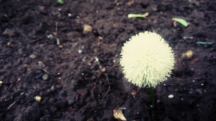 a capsilolicum
