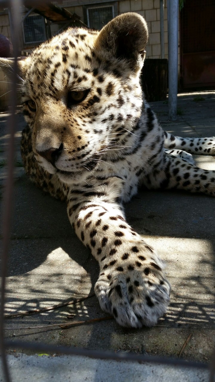 Animal in Lithuanian zoo park