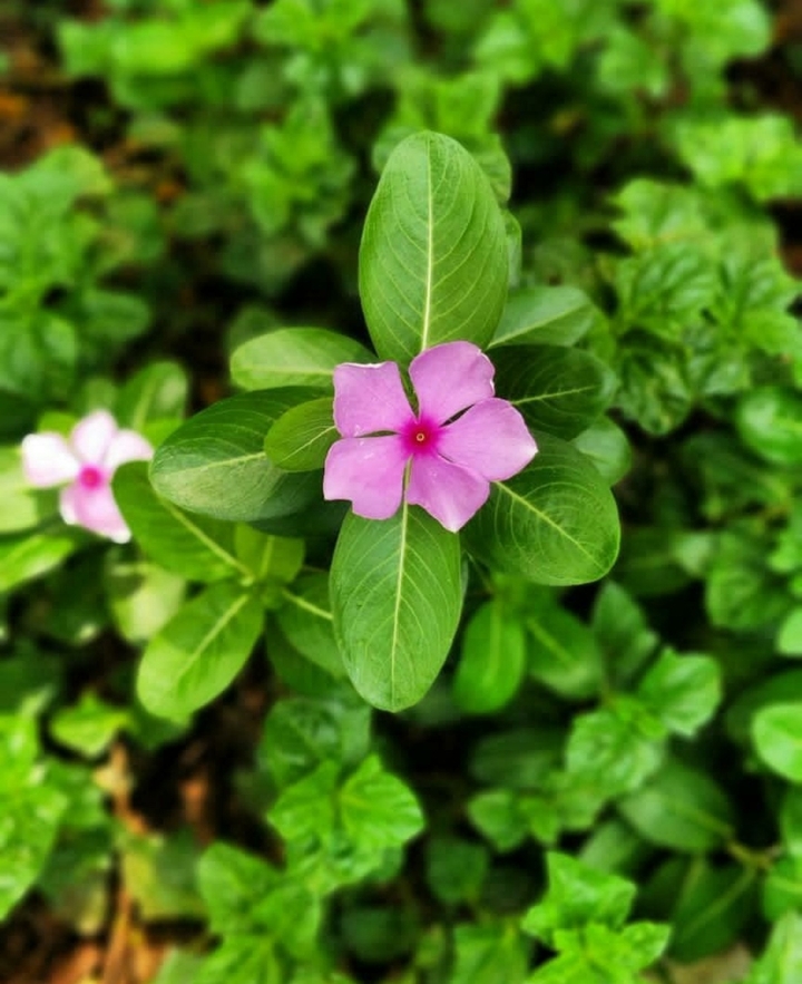 God's Nature!